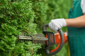 Hedge Cutting Chertsey (KT16)