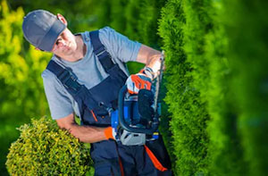 Hedge Cutting East Grinstead (RH19)