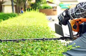 Hedge Cutting Cumbernauld (G67)