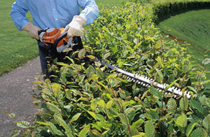 Hedge Cutting Greenock (PA15)