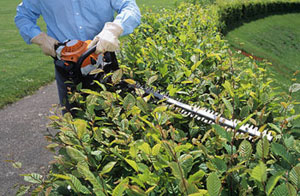 Hedge Cutting Warrington (WA1)