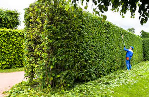 Hedge Cutting Banbury (OX16)