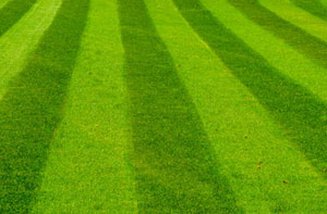 Lawn Care Cheddleton (01538)