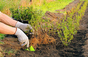 Garden Services Shoeburyness