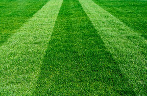 Lawn Care Selsey (01243)